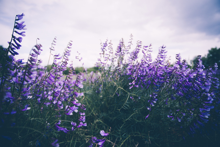 Spring cottage garden view Stock Photo