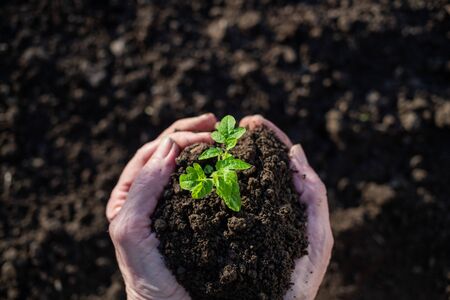 Top view of hand holding tomato seedling and earth spring gardening Фото со стока