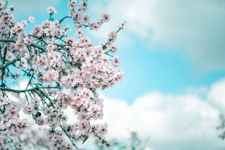 Almendro que florece en huerto en primavera. Pétalo de flores rosas en primavera.