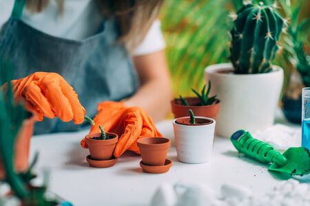 Jardinero femenino sosteniendo una planta en maceta