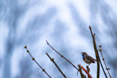 Pechiazul luscinia svecica posado en una rama Foto de archivo