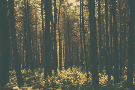 A retro style forest image