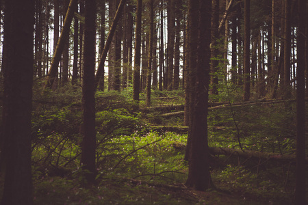 Woodland style images of trees and nature