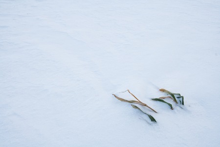 Beautiful winter field covered by snow and distant trees in tranquil landscape