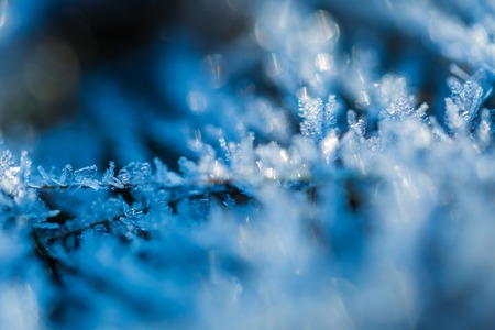 Close up of rime on plants hoarfrost in close up natural background