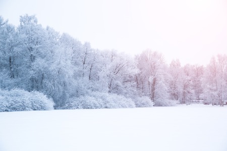 Winter trees in wonderland Фото со стока