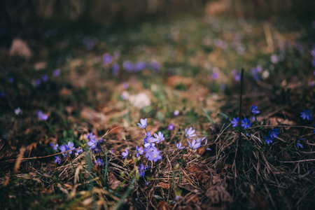 Beautiful hepatica nobilis wild flowers blossom in spring forest early spring flowering beautiful floral background