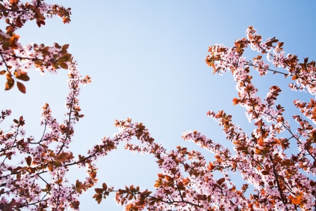 flores de primavera en ramas y cielo azul con copia espacio