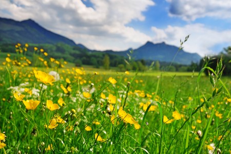 Almwiese mit gelben Blüten und grüne Gras mit Alp Berge im Hintergrund 