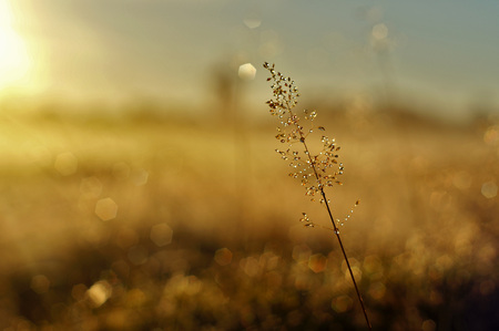 Medow grass in the sunrise Stock Photo