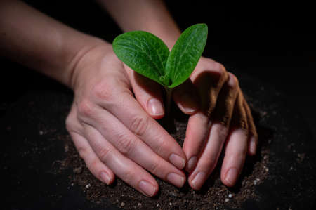 A woman is planting a sprout of zucchini close up of female hands gardening on black background