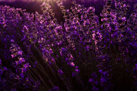 Colorful sunset at lavender field in summer purple aromatic flowers Stock Photo