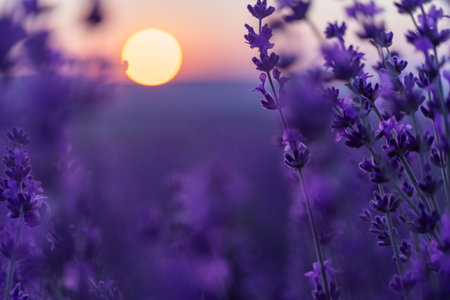 Lavender flower field violet lavender field sanset close up lavender flowers in pastel colors at blur background nature background with lavender in the field