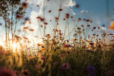 Una hermosa flor de cosmos de campo al atardecer.