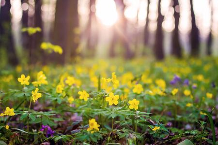 Césped en el bosque con flores amarillas de anémonas, que florecieron abundantemente