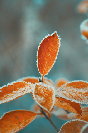 Frozen yellow leaves in autumn macro photo