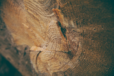 Cut tree trunk background and texture wood texture of cut tree trunk closeup view of old wood texture abstract texture and background for designers wooden background natural pattern