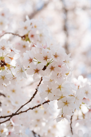 Flores de manzana de cerezo blancas y rosas en un día soleado con un primer plano de cielo azul. rejuvenecimiento primavera despertar a una nueva vida durante el tiempo de pascua