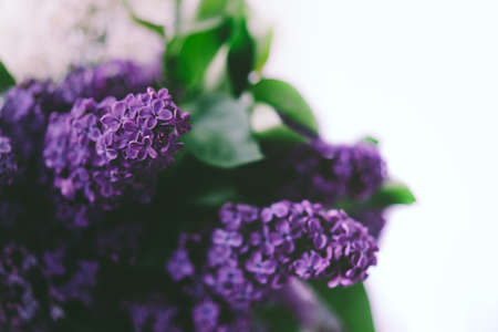 Blossoming branch of lilac on a white background