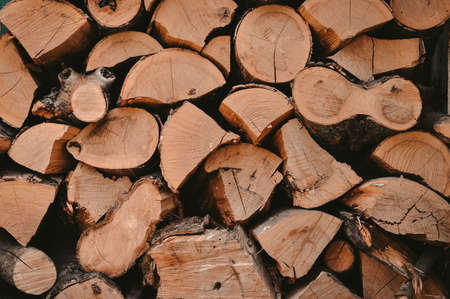 Many wood in the yard wallpaper and background for text