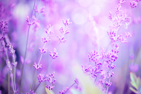 Lavender flower field image for natural background selective focus art photo in purple tone