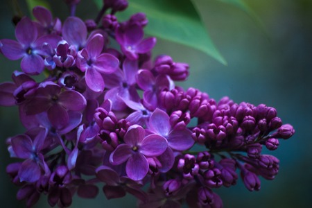 Branch of blossoming purple lilac floral nature background Stock Photo
