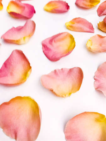 pétalo caído de una rosa delicada, fotografía macro de plantas, efecto de desenfoque Foto de archivo