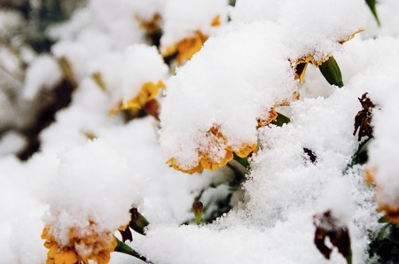 The first november snow on the green leaves early winter beautiful background