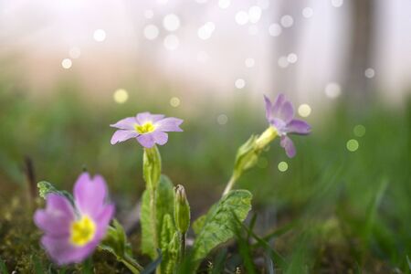 primula acaulis primrose flor con bokeh, dof superficial imagen