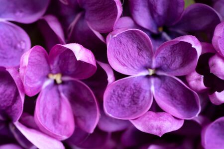 Fresh lilac flowers close up naural floral macro