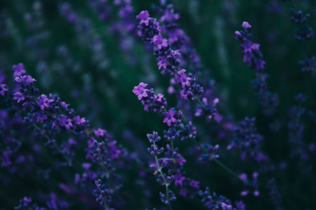 Beautiful lavender flowers in the green field Stock Photo