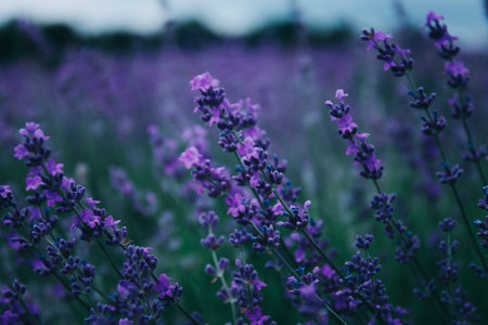 Lavender flowers in the field at the summer