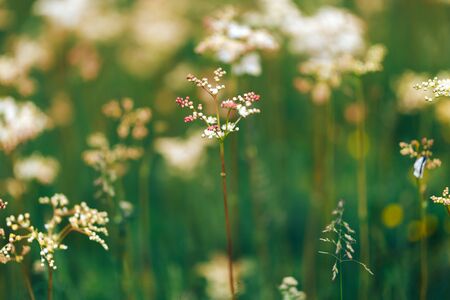 Summer white wildflowers cow parsley during sunrise