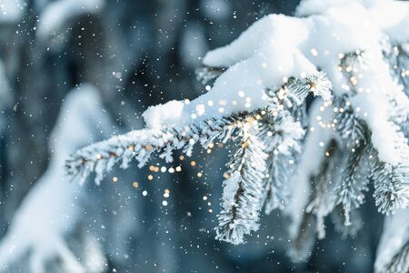 Christmas background with snowy fir trees