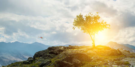 Image of tree and landscape Фото со стока