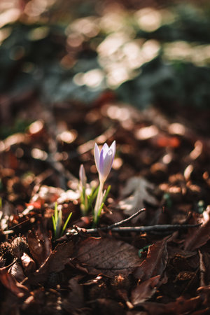 Close up of lovely crocuses blooming in spring germany