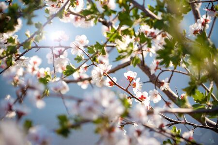 Blossom tree on blue