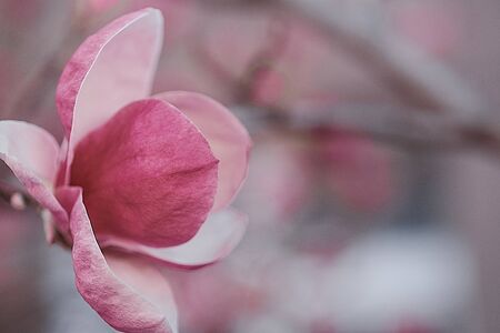 Hermosa magnolia rosa floreciente en primavera. Árbol floreciente del tulipán de la magnolia. Magnolia soulangeana primer plano, enfoque suave. Foto de archivo