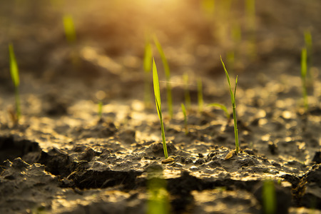 Macro of rice seedlings are growing on the ground with sunlight Stok Fotoğraf