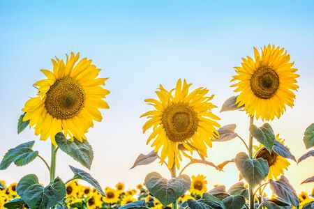 Tres girasoles florecientes a la luz del sol bajo y un cielo azul brillante sin nubes.