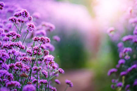 Verbena bonariensis flores jardim campo Banco de Imagens