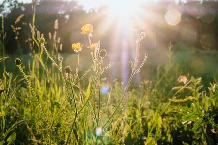 Rayos de sol al atardecer a través de la hierba y las flores en el campo. Rusia, Vladímir