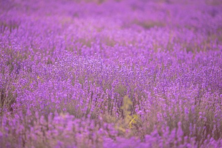 Pôr do sol sobre um campo de lavanda violeta na Provença, Hokkaido