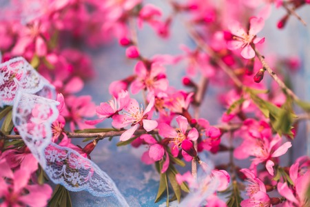 Spring flowering branches pink flowers on a blue background