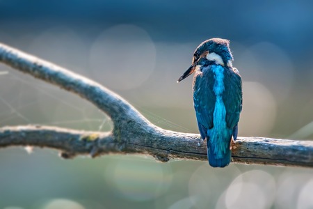 Kingfisher o Alcedo atthis perchas en la rama