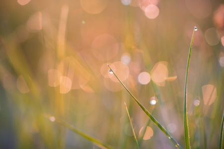 Beautiful with morning dew on grass close Stock Photo