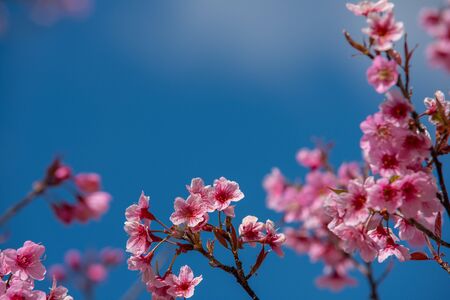 Hermosa sakura o flor de cerezo en primavera en el cielo azul, fondo natural Foto de archivo