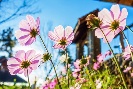 Cosmos flores en el jardín