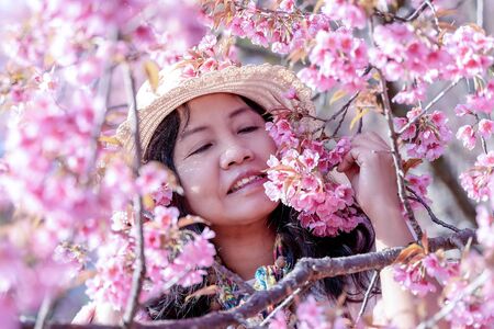 태국 치앙마이의 겨울날 벚꽃 정원에 있는 아시아 여성 스톡 콘텐츠