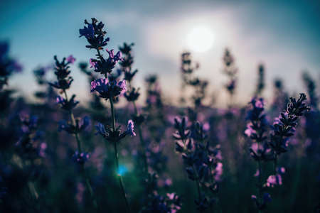Close up lavender flower blooming scented fields in endless rows on sunset selective focus on bushes of lavender purple aromatic flowers at lavender fields abstract blur for background